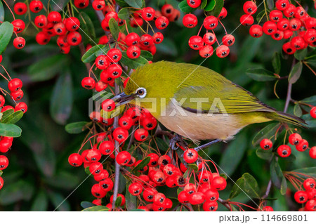 ウグイスと間違われる緑色の綺麗な体と白い眼鏡が特徴の鳥メジロ 114669801