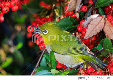 ウグイスと間違われる緑色の綺麗な体と白い眼鏡が特徴の鳥メジロ 114669856