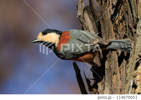 鳴き真似や芸をこなす器用な鳥 ヤマガラ 114670051