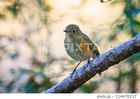瑠璃色とオレンジ色をまとった冬に訪れる人気者 ルリビタキの若雄 瑠璃色とオレンジ色をまとった冬に訪れる人気者 ルリビタキの若雄 114670157