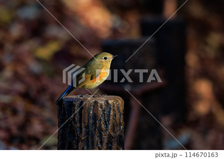 瑠璃色とオレンジ色をまとった冬に訪れる人気者 ルリビタキの若雄 114670163