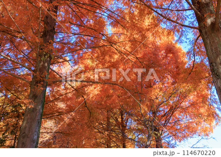 錦のように色づく公園の秋 114670220