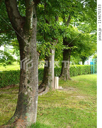 公園のケヤキの木 114670333