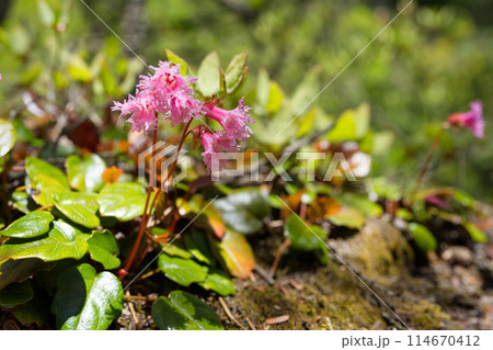 イワカガミの花 114670412