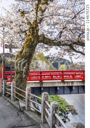 桜満開の飛騨高山(2024年) 桜満開の飛騨高山(2024年) 114670725