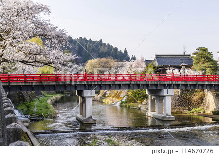 桜満開で迎えた高山祭り「山王祭」、朝の風景(2024年) 114670726