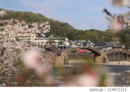 『錦帯橋と桜』山口県岩国 サクラ #日本観光 Kintai Bridge 『錦帯橋と桜』山口県岩国 サクラ #日本観光 Kintai Bridge 114671121