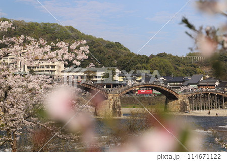 『錦帯橋と桜』山口県岩国 サクラ #日本観光 Kintai Bridge 『錦帯橋と桜』山口県岩国 サクラ #日本観光 Kintai Bridge 114671122