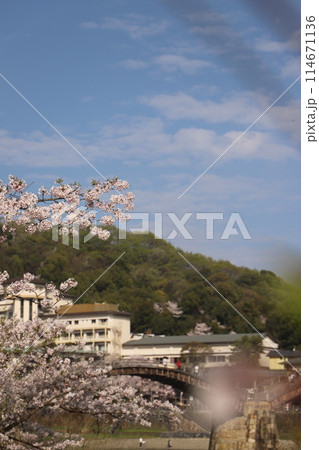 『錦帯橋と桜』山口県岩国 サクラ #日本観光　Kintai Bridge 　 114671136