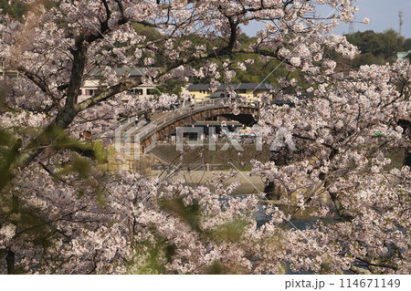 『錦帯橋と桜』山口県岩国 サクラ #日本観光 Kintai Bridge 『錦帯橋と桜』山口県岩国 サクラ #日本観光 Kintai Bridge 114671149
