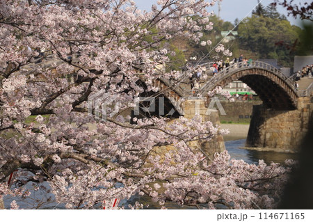 『錦帯橋と桜』山口県岩国 サクラ #日本観光　Kintai Bridge 　 114671165