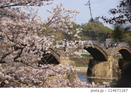 『錦帯橋と桜』山口県岩国 サクラ #日本観光 Kintai Bridge 『錦帯橋と桜』山口県岩国 サクラ #日本観光 Kintai Bridge 114671167