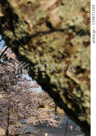 『錦帯橋と桜』山口県岩国 サクラ #日本観光　Kintai Bridge 　 114671168