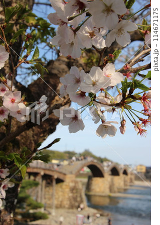 『錦帯橋と桜』山口県岩国 サクラ #日本観光 Kintai Bridge 『錦帯橋と桜』山口県岩国 サクラ #日本観光 Kintai Bridge 114671175