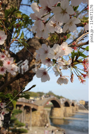 『錦帯橋と桜』山口県岩国 サクラ #日本観光 Kintai Bridge 『錦帯橋と桜』山口県岩国 サクラ #日本観光 Kintai Bridge 114671176
