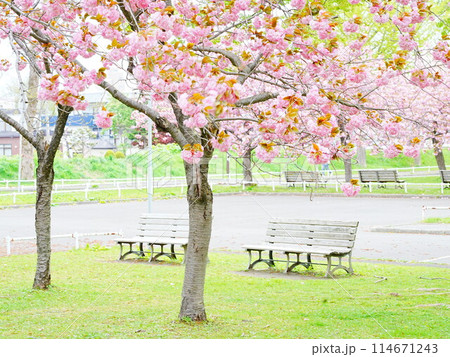 北海道の春 農試公園 八重桜とベンチ 114671243