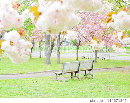 北海道の春 農試公園 八重桜とベンチ 114671245