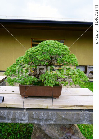 6725 盆栽 五葉松 「平安」 6725 盆栽 五葉松 「平安」 114671248