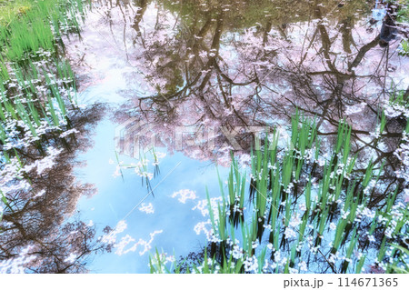池に映るリフレクションした桜 114671365