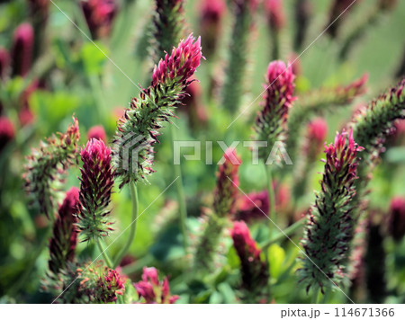 5月に咲き始めた赤いクリムゾンクローバー 114671366