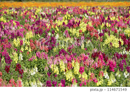 カラフルな金魚草 カラフルな金魚草 114671549