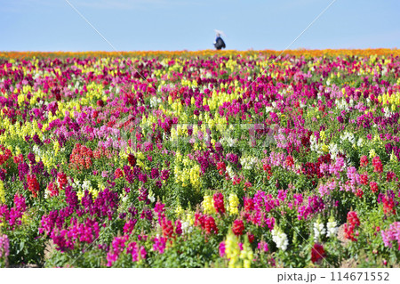 カラフルな金魚草 カラフルな金魚草 114671552