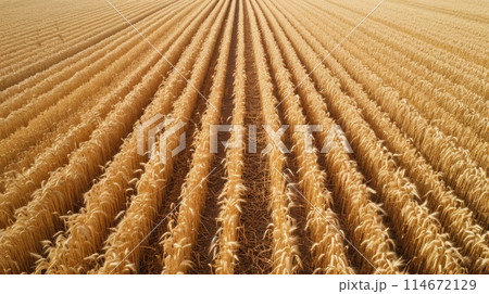 Aerial view showcases golden wheat fields in full harvest season, a bounty of abundance, Ai Generated 114672129