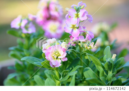 爽やか　ストックの花 114672142