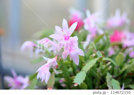 可愛い　シャコバサボテンの花 114672150
