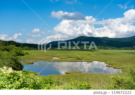 長野県下諏訪町　夏の八島ヶ原湿原の八島ケ池 114672222