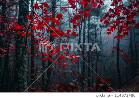 Eerie Red Leaves in a Misty Autumn Forest Eerie Red Leaves in a Misty Autumn Forest 114672486