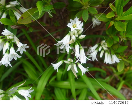 アリウム・トリケトラム 114672615