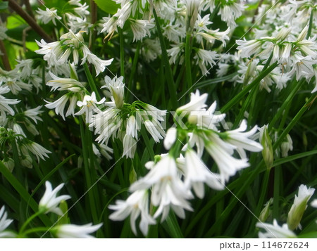 アリウム・トリケトラム 114672624