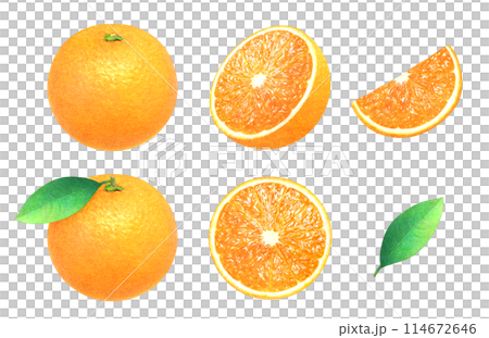 葉つきオレンジとカットしたオレンジの手描きイラストセット　新鮮な果物の素材 114672646