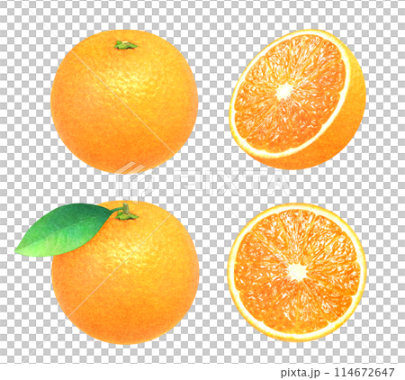 葉つきオレンジとカットしたオレンジの手描きイラストセット　新鮮な果物の素材 114672647