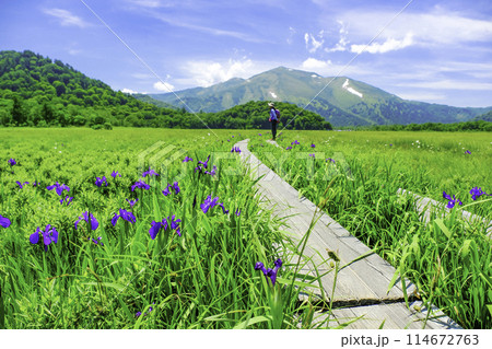 カキツバタ咲く尾瀬ヶ原 114672763
