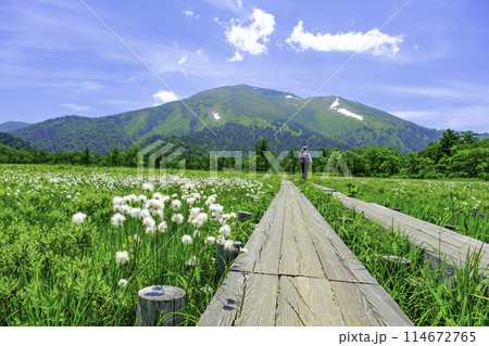 木道から望む至仏山とわたすげ 木道から望む至仏山とわたすげ 114672765