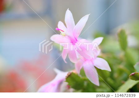 可愛い シャコバサボテンの花 可愛い シャコバサボテンの花 114672839