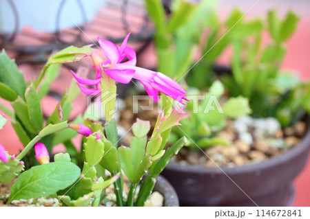 可愛い シャコバサボテンの花 可愛い シャコバサボテンの花 114672841