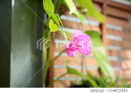 ブーゲンビレアの花 114672842