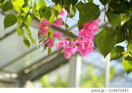 ブーゲンビレアの花 114672843