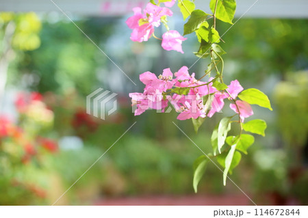 ブーゲンビレアの花 114672844