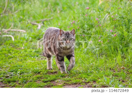 春の野原を歩いて来る里山の野良猫 春の野原を歩いて来る里山の野良猫 114672849