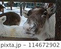 サンタクロース村の動物園のトナカイ 114672902