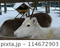 サンタクロース村の動物園の白トナカイ 114672903