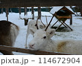 サンタクロース村の動物園の白トナカイ 114672904