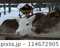 サンタクロース村の動物園の舌だし白トナカイ 114672905