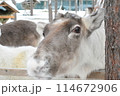 サンタクロース村の動物園のトナカイ 114672906