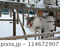 サンタクロース村のトナカイ 114672907