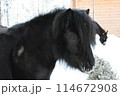 サンタクロース村の動物園の黒ポニー 114672908